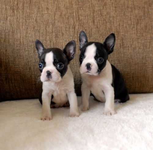 Boston Terrier Pup