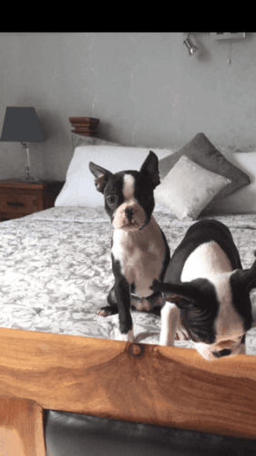Boston Terrier Bitch Puppy