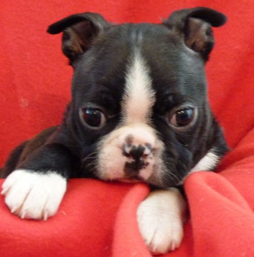 Boston Terrier Pup