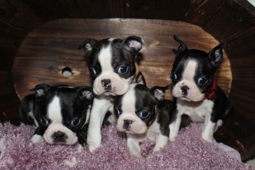 Health Tested Quality Boston Puppies