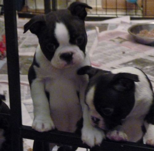 Beautiful Boston Babies