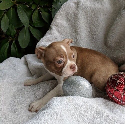 AKC CH Bloodline Boston Terrier puppies