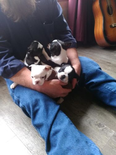Akc boston terrier puppies