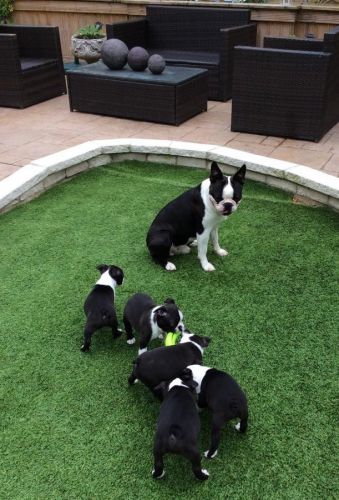 Akc boston terrier's