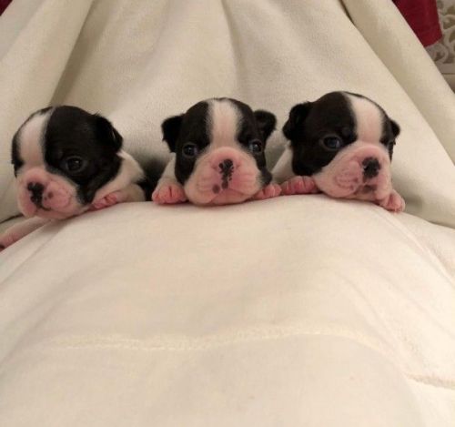 Boston Terrier Pups