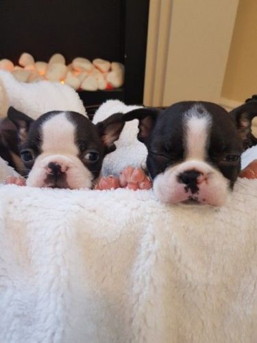 Kc Registered Boston Terrier