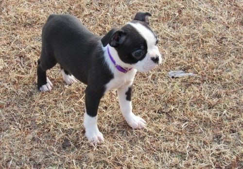 Gorgeous Boston Terrier puppies