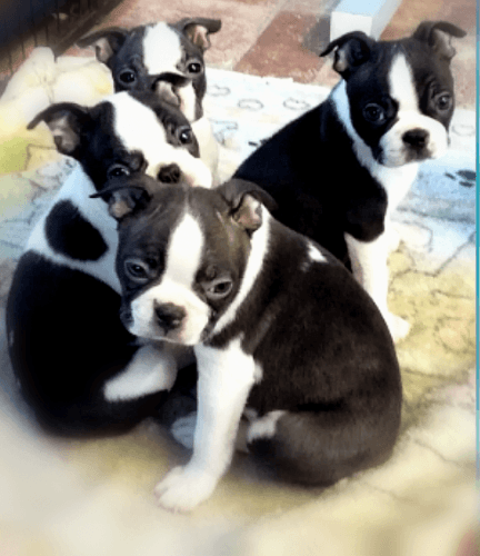 Kc Reg Boston Terrier Puppies