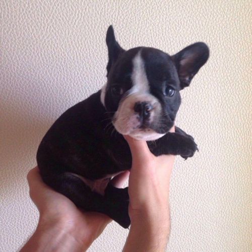 Boston Terrier Puppies for sale in Los Angeles, CA, USA. price: $500