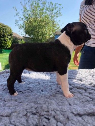*gorgeous Kc Reg Boston Terrier Puppies**