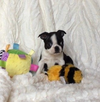 Kc Boston Terrier Boy, Ready Now.