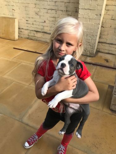 AKc Reg Boston Terrier Puppies