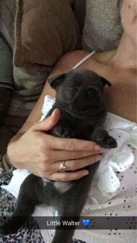 French Bulldog Girls (blue&tan) Ready Now