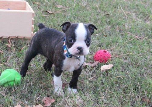 Boston Terrier Puppies available now