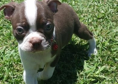 Lovely Boston Terrier Puppies