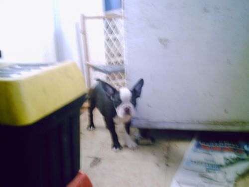 AKC BOSTON TERRIER PUPPIES