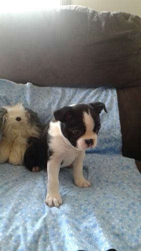 AKC Boston terrier puppy