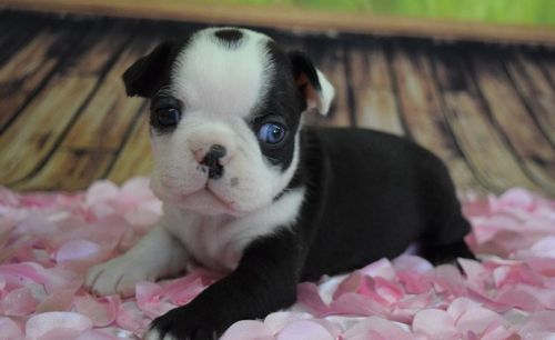 loving boston terrier puppy girl, call or text ***