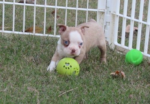 Full AKC Boston Terrier Puppies