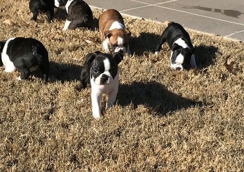 Full AKC Boston Terrier Puppies. Text (***) ***-***2