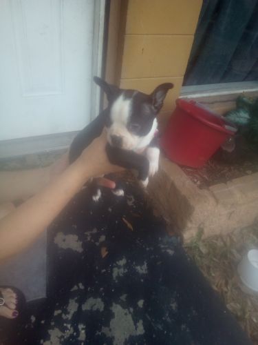 Full blood Boston terrier