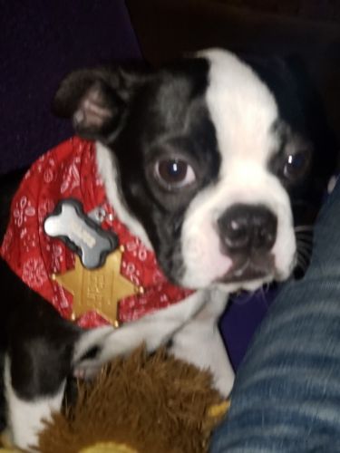 Boston Terrier named Major