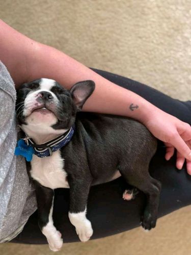 Bueatifull Boston Terrier puppies