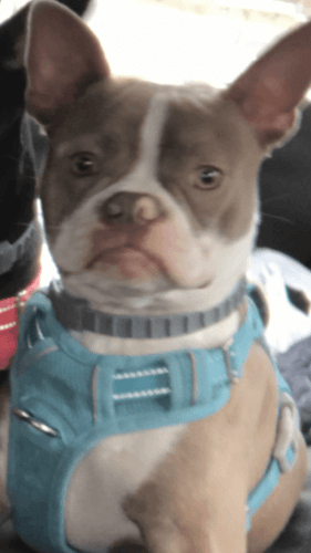 For sale Boston terrier