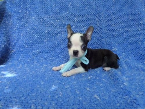 Cute Boston Terrier Puppies