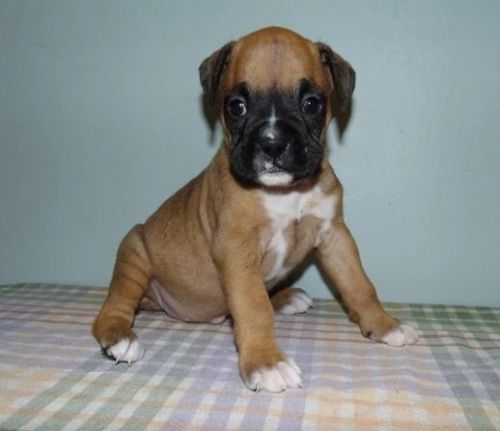 helpful Boxer Puppies