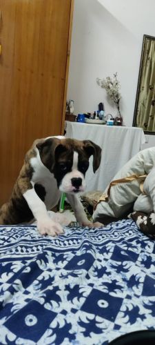 Boxer 4 month old