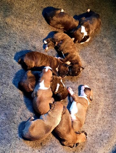 BOXER AKC Champion Lines