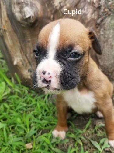 Mahogany Flashy Fawn Boxer Puppies