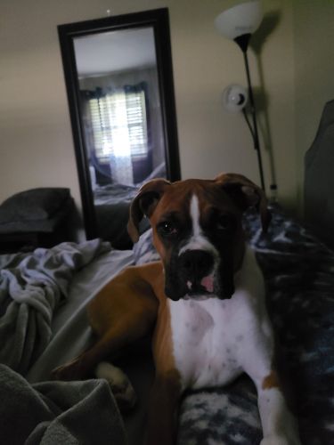 Male boxer for sale