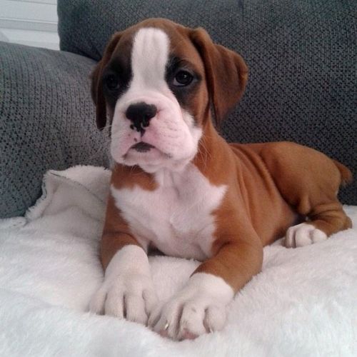 Boxer puppies
