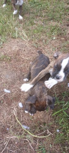 Puppies for sale