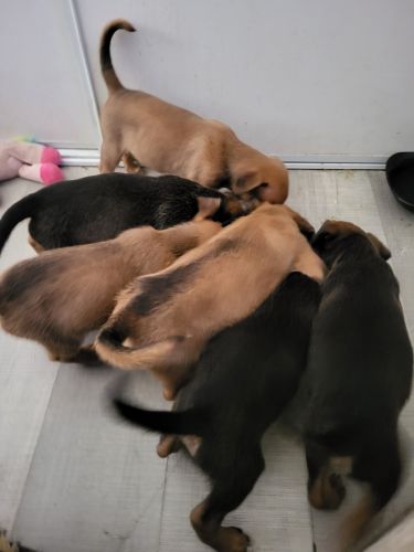 6pupiesforsale
