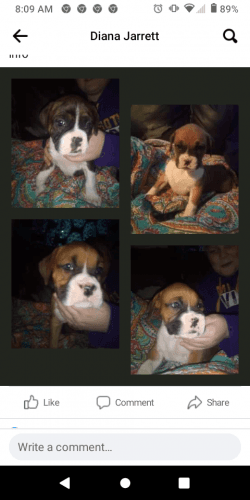 Boxer puppies