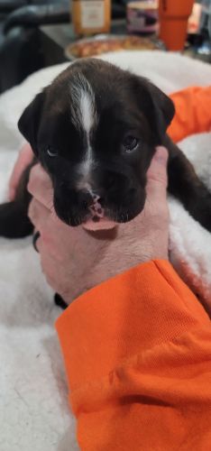Boxer Puppy