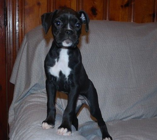Purebred AKC registered Boxer puppies.