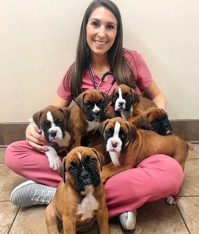 Adorable Boxer puppies