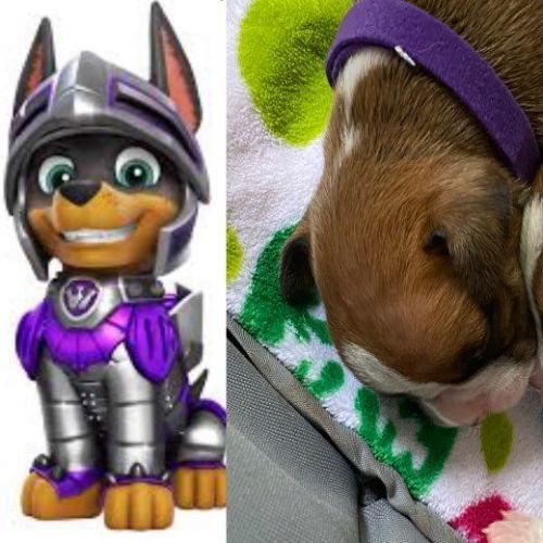 4 Male American Boxers