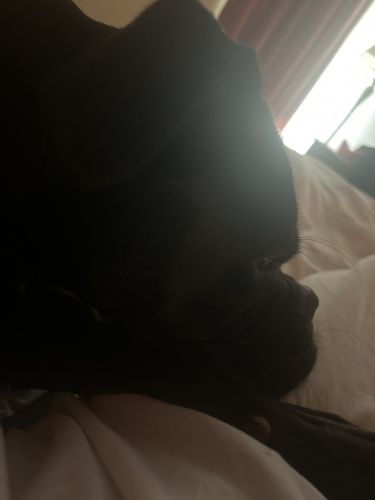 Blue- Black Boxer Rare