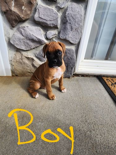 Boxer puppies