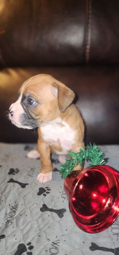 Beautiful Boxers puppies