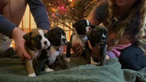 boxer puppies