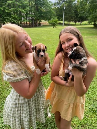 AKC registered Boxer female puppys