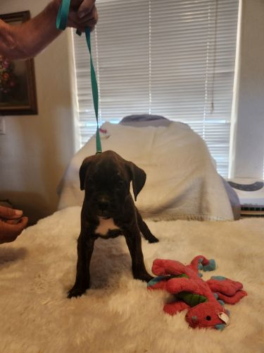 Beautiful Boxer Puppies