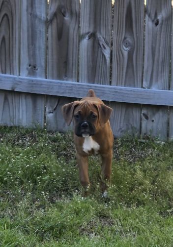 Boxer (orange collar)