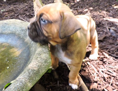 AKC Boxer - Magnum (available)